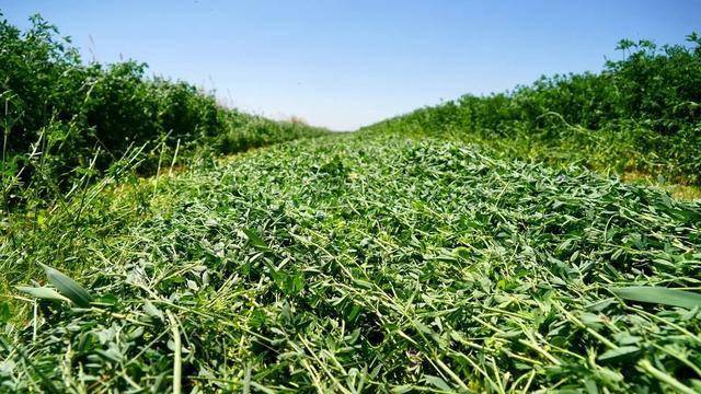 决战决胜脱贫攻坚肃南县小牧草撬动大产业铺就牧民绿色致富路