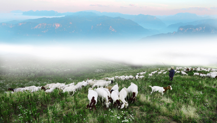 三峡悬崖之上:有群最美“牧羊人”