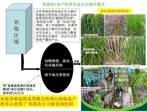 广西不少养殖场采用种草养猪生态循环模式每公斤猪卖贵6元