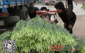 施用鲁西水溶肥 广饶蒜农笑开颜