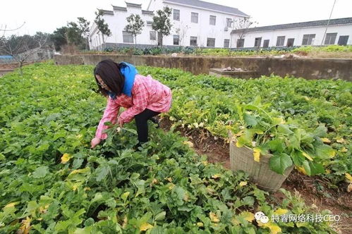 女大学生创业养黑猪 纯收入超100万