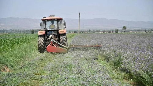 奋斗百年路 启航新征程丨 朔城区罗疃村 玉米改苜蓿 村民忙增收